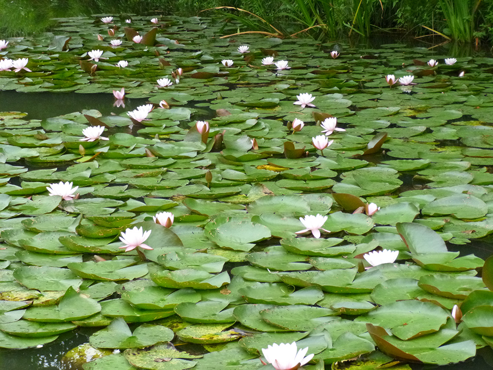 Wasserrosen